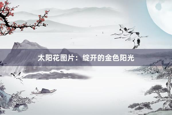 太阳花图片：绽开的金色阳光